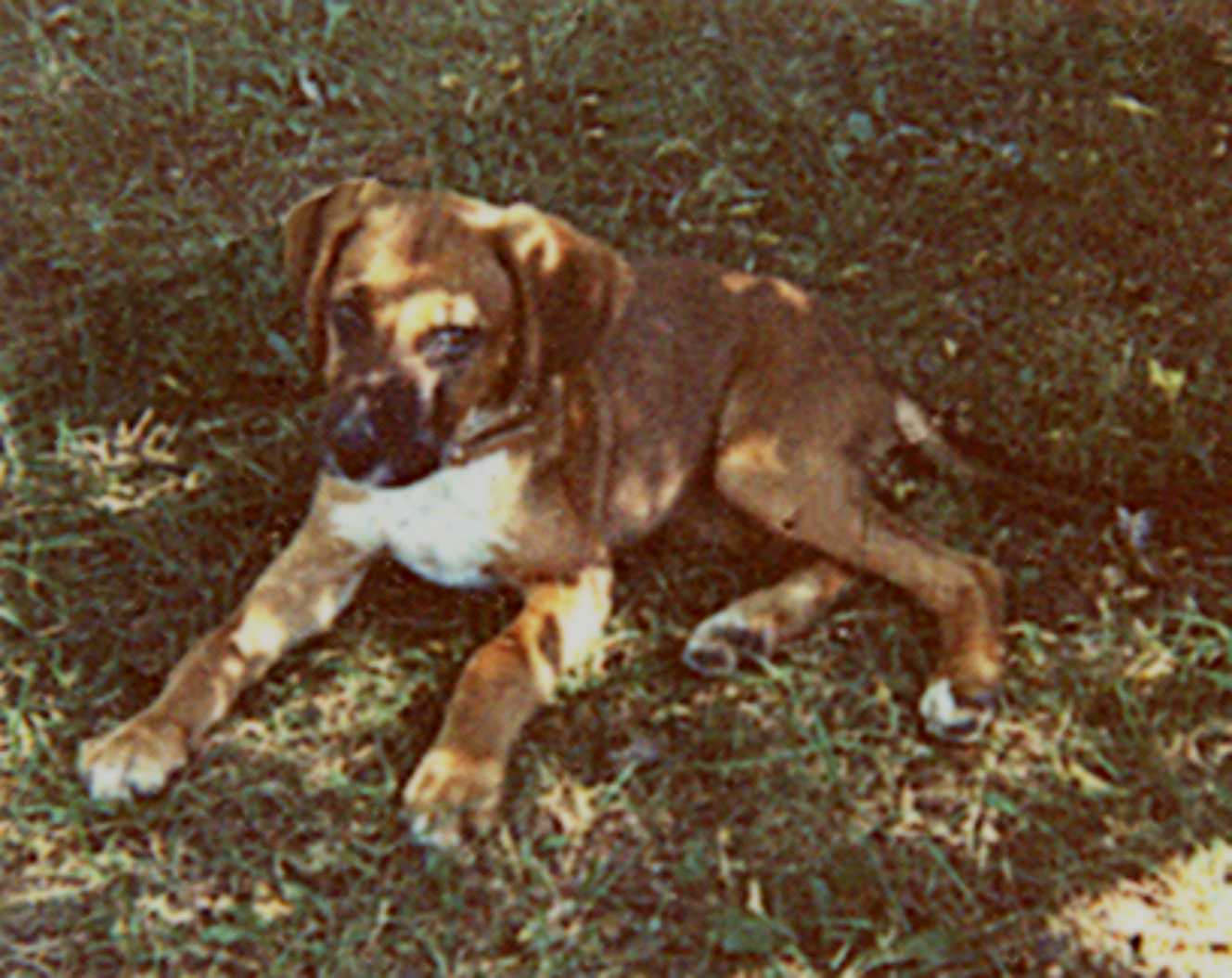 Cepheus as a puppy